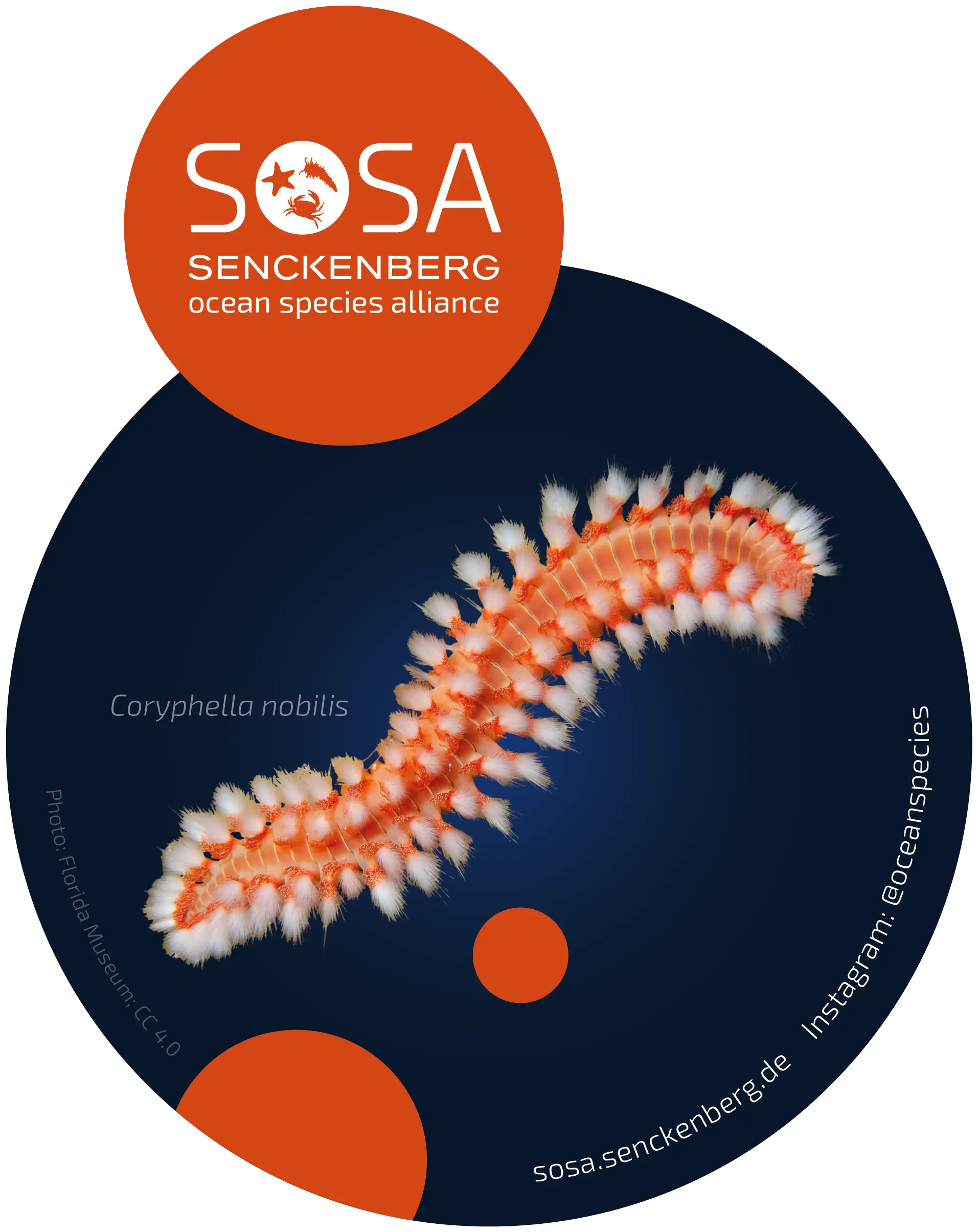 Sticker with sea creature (orange)