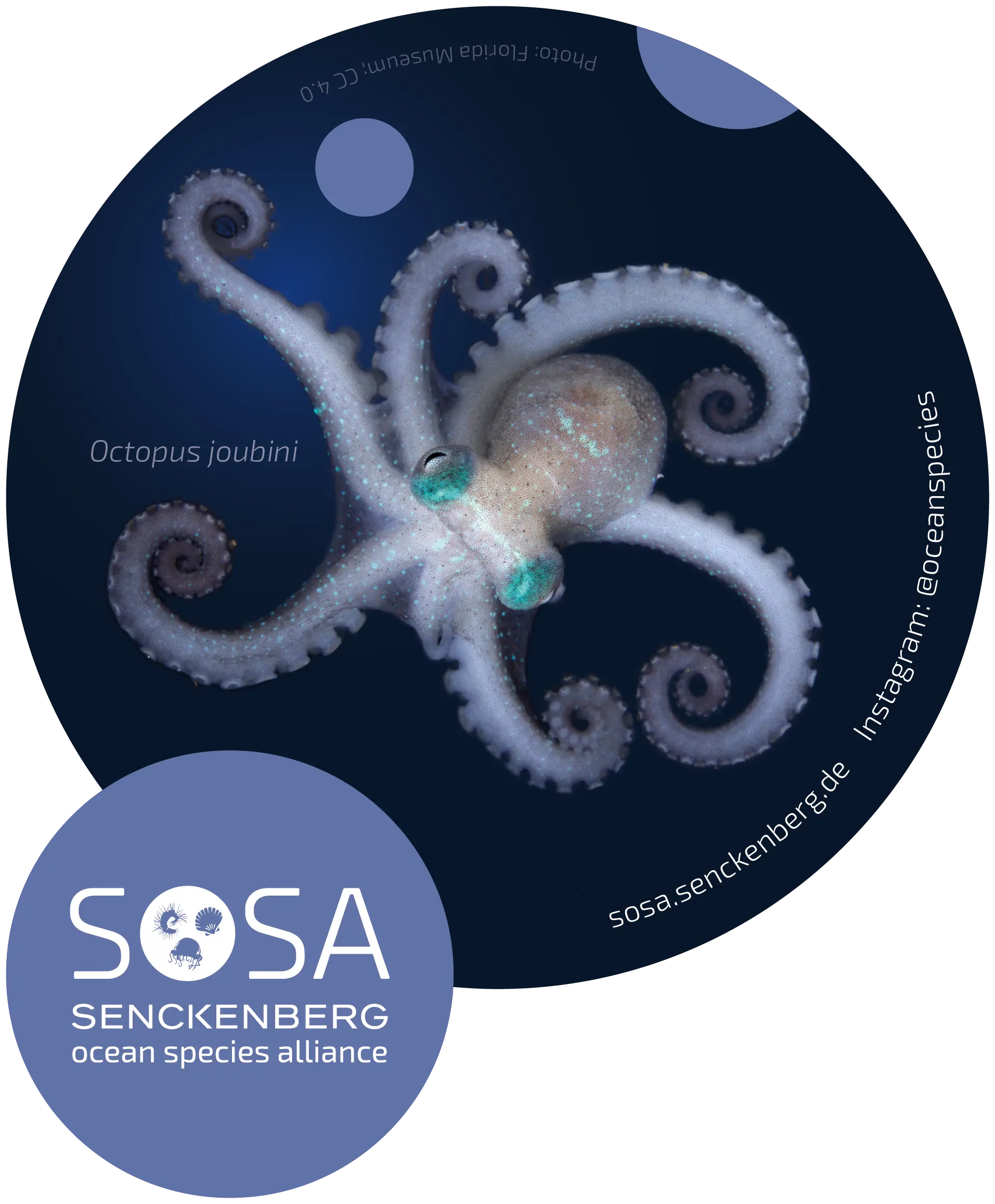 Sticker with sea creature (blue)