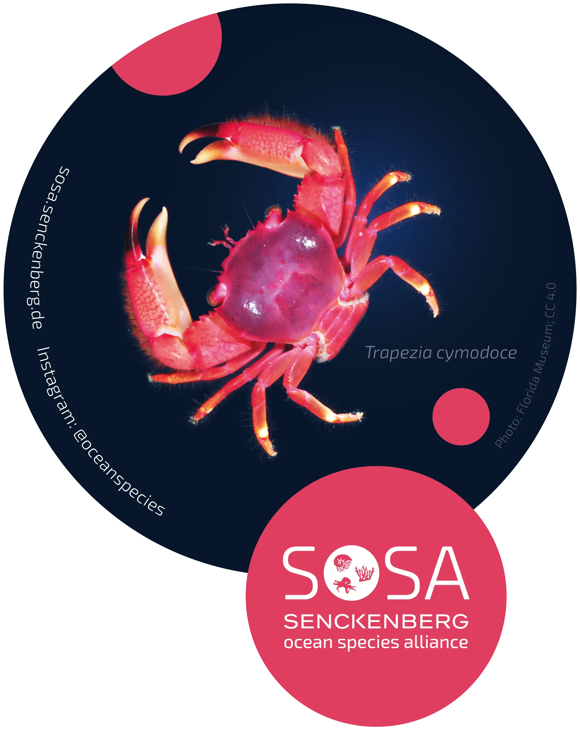 Sticker with sea creature (red)